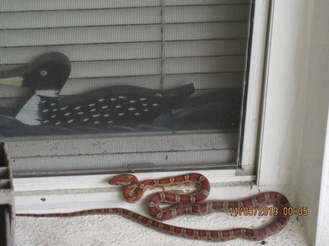 snake we found when John removed the window covering from hurricane shutter