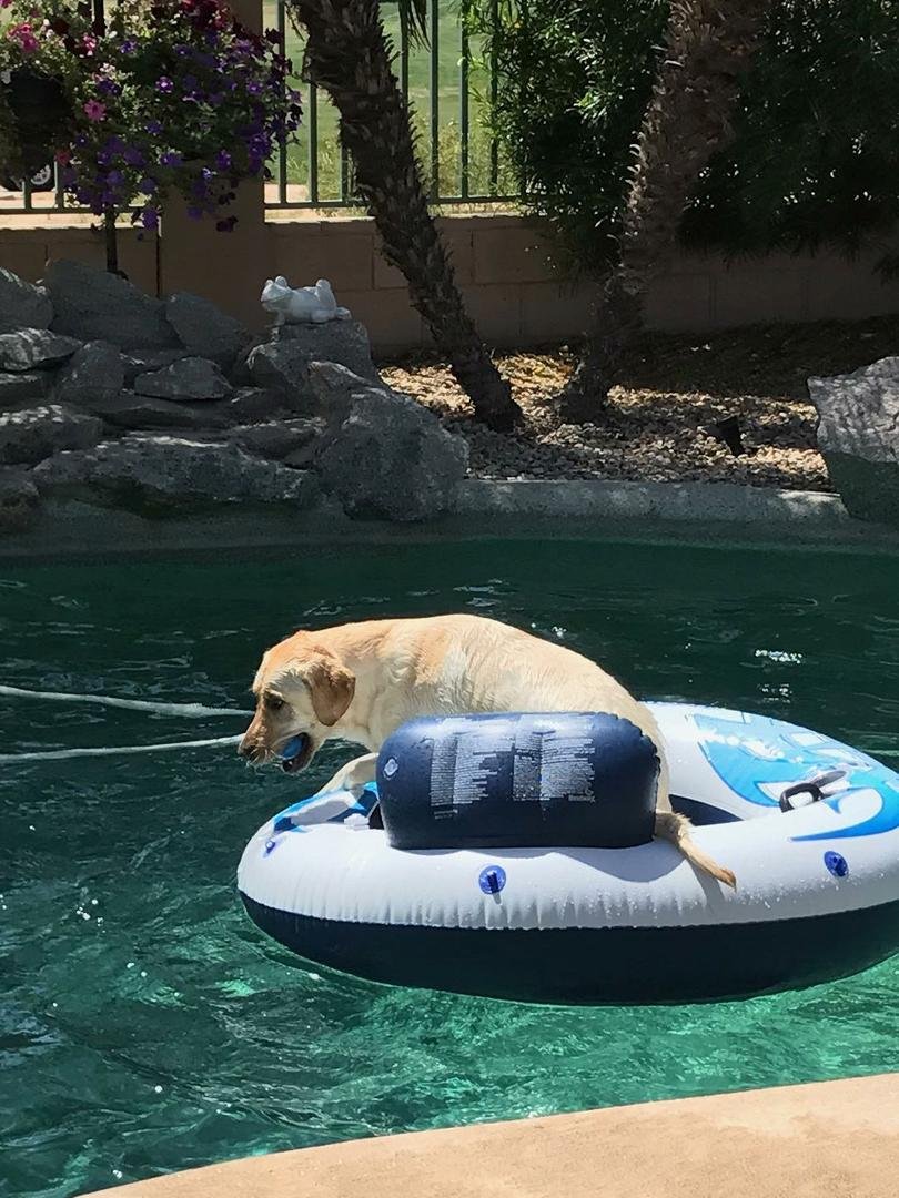 Diva taking her turn floating around the pool.