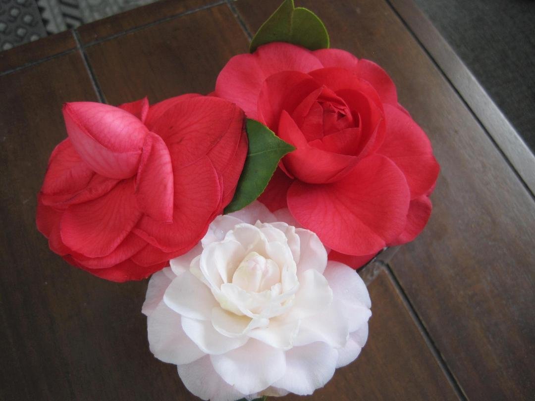Spring has sprung in Socal. Forgot to add the photo of Gardenas in full bloom in my backyard.