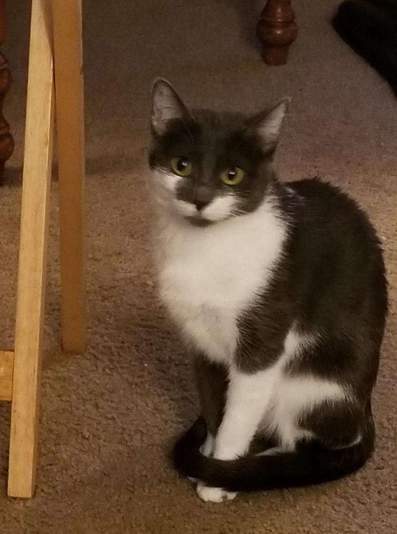 My cat Lulu knows everything. Just ask her.