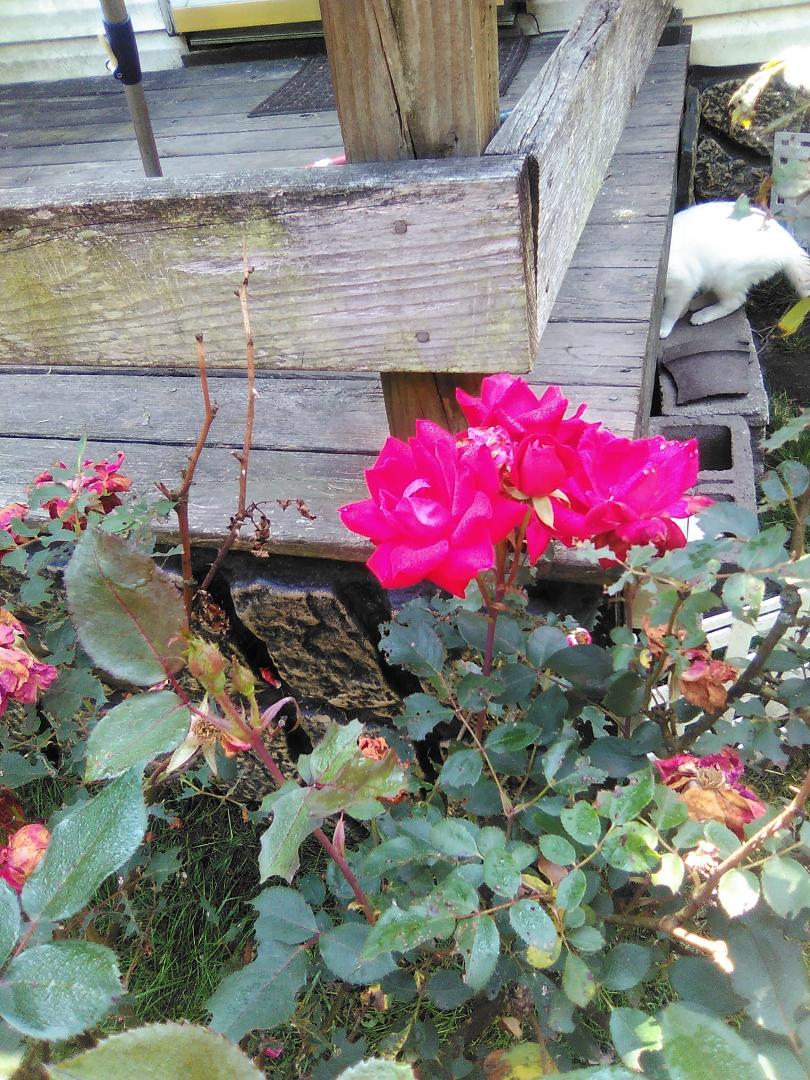 Beautiful Rose's Toni Williams