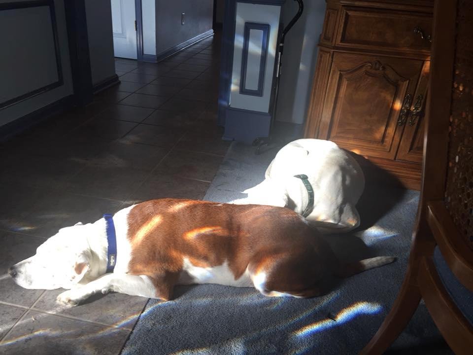Waiting for their Papa, who has gone to Wegman’s.