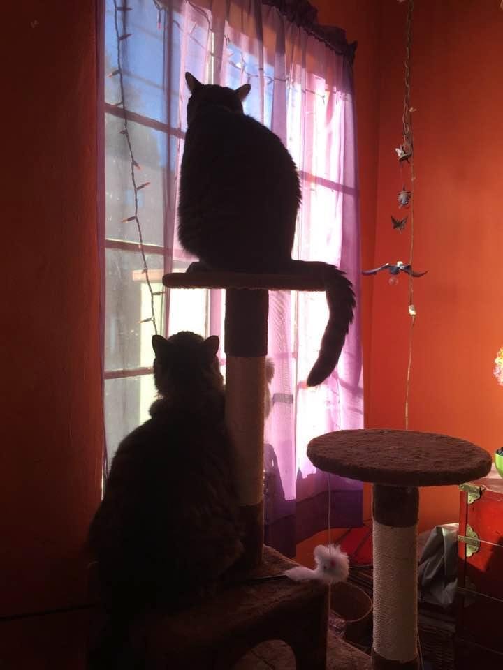 Good morning. These two are visiting for a few days.