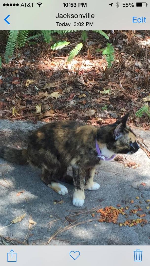 Found cat. Appeared today and looks like he had been lust fir a while. Wearing a flea collar. We gave fed him and will continue to do so until we find his/her owner. Please PM me if he/she is yours