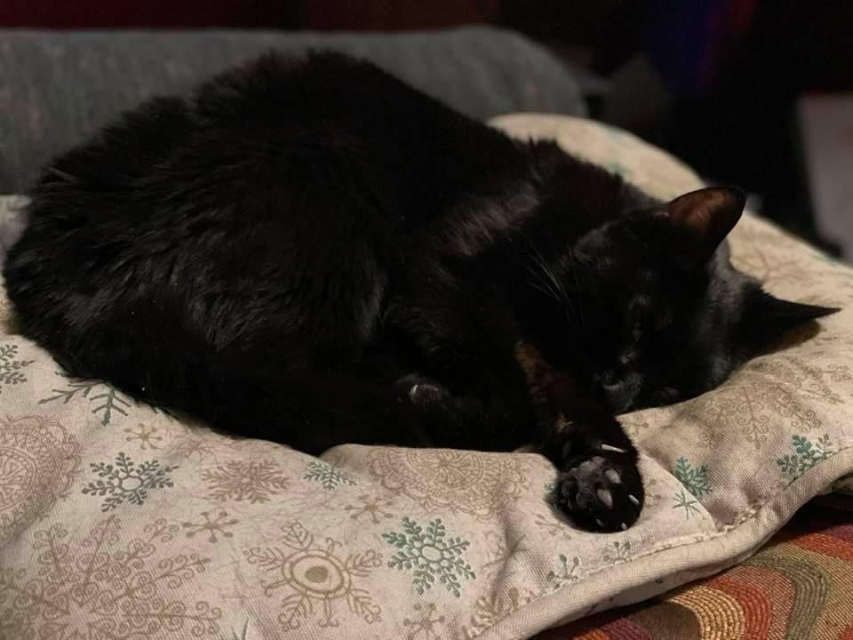 Today is the hardest day in the world. Saying goodbye to Onyx who came into my life October 31st 2010. She was adopted from PAWS. And kept me company after losing Molly my german shepherd. You will be very much missed as my