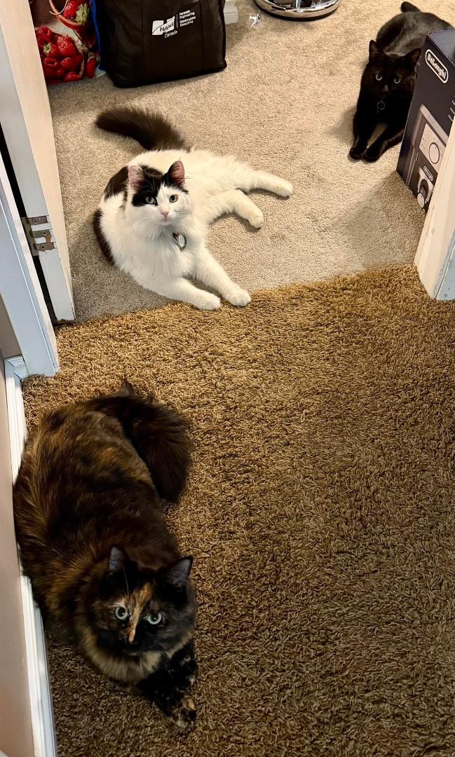 They are staring me down because I said it was bedtime!