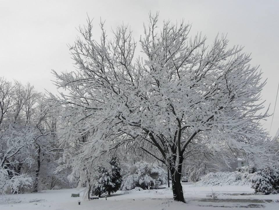 Frederick Everson's album, First day of Spring -- Keyport NJ