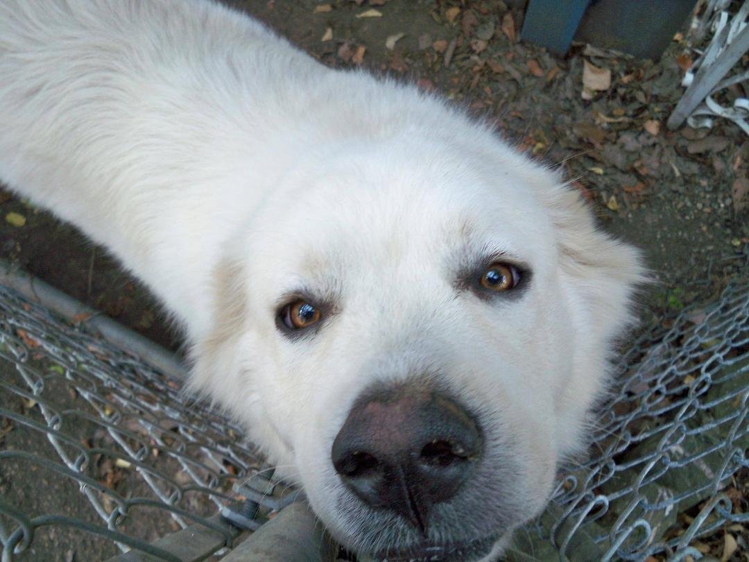 I've known my neighbors dog since she was a puppy. Now she's much bigger. And, the little lady that owns her was having a hard time getting her to the vet today. So, as I have said before, I am the dog whisperer of the neig