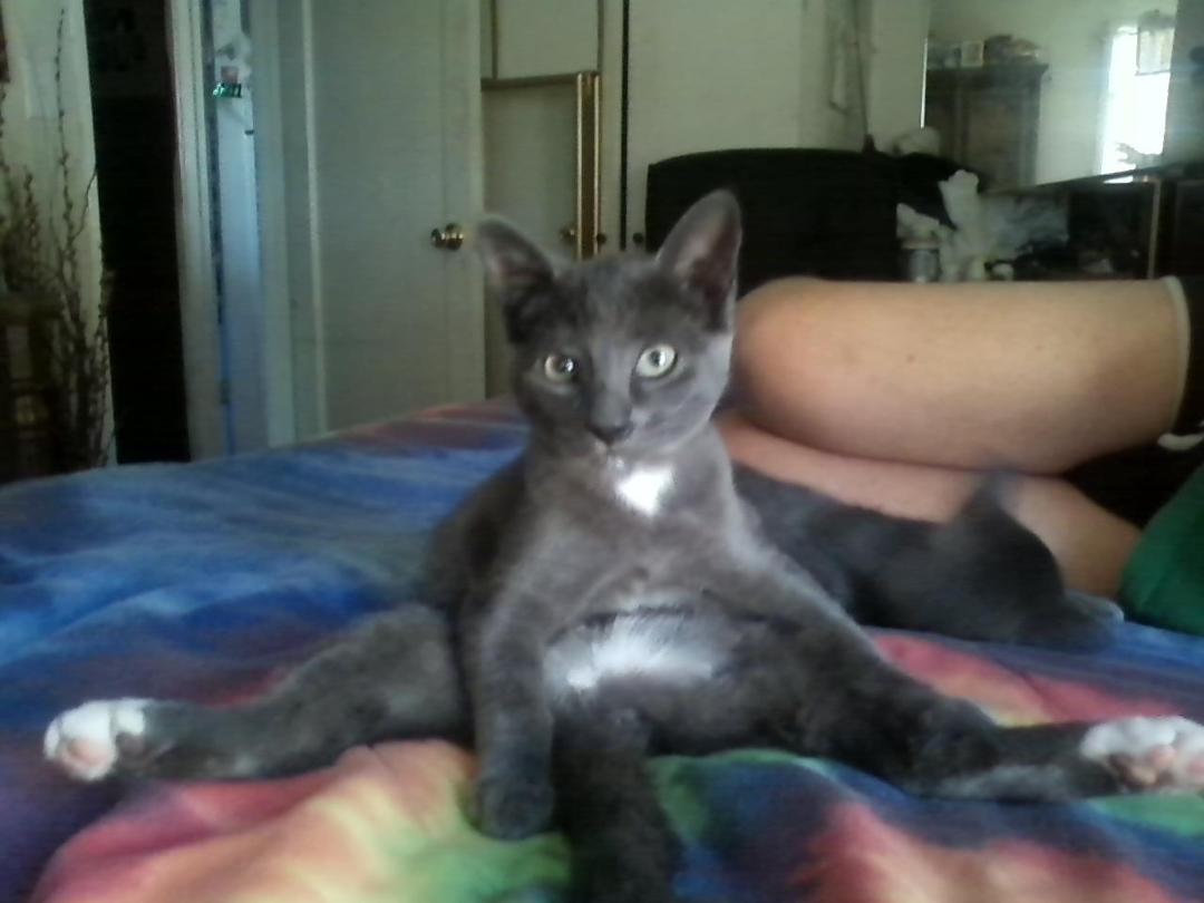 Our cat Jack....this makes me laugh everytime I see it.