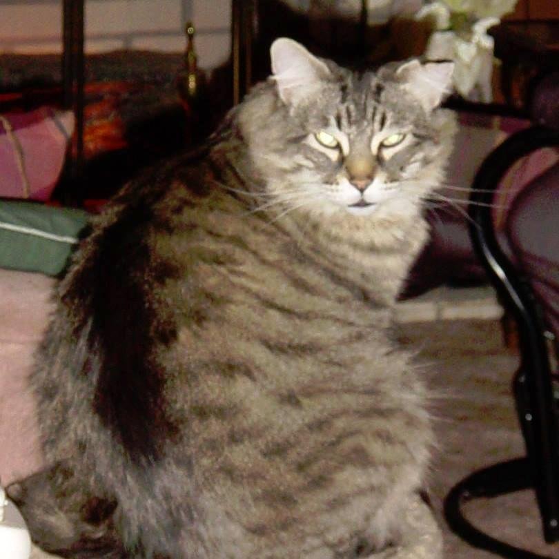 Just thought I'd let you all know that today Larry and I lost one of our best friends for the last 20 years, the last six of those years with diabetes. He is no longer in pain and is romping with his friends. I must say,