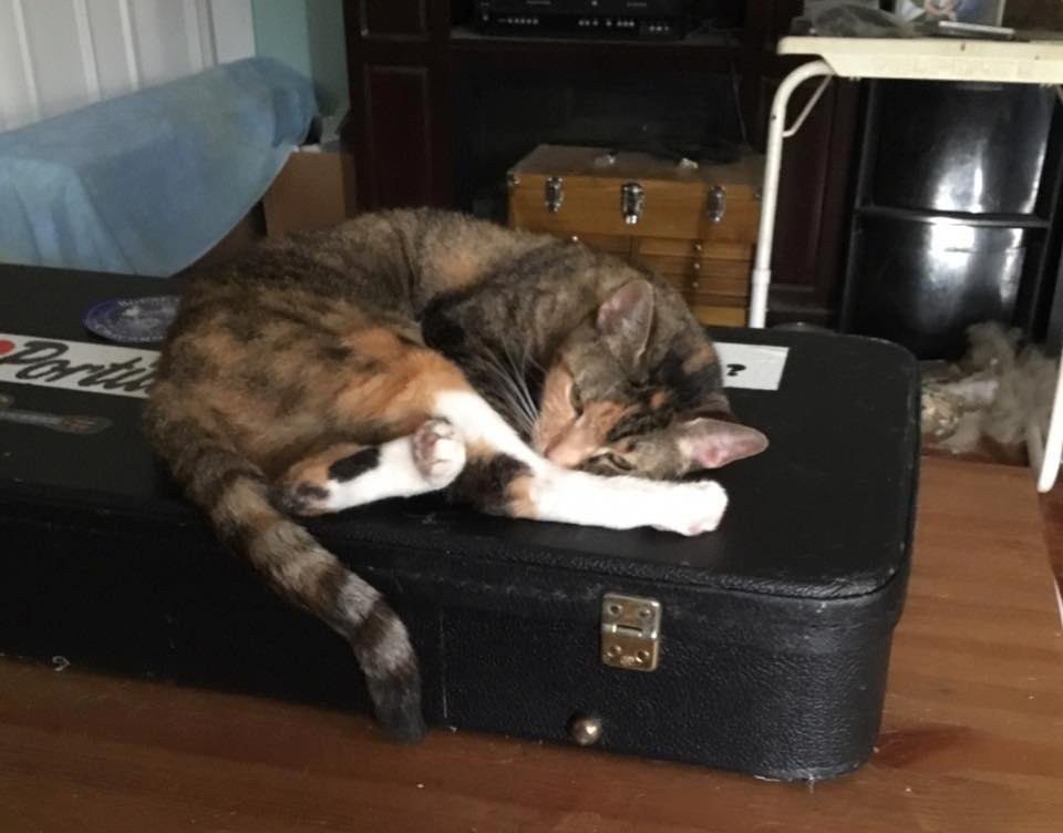 Moola sez: I love instrument cases!