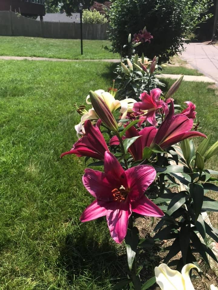 Arlene Lamore's album, Mobile Uploads