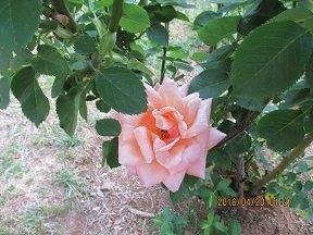 Susan Downs Olsen's album, Timeline Photos