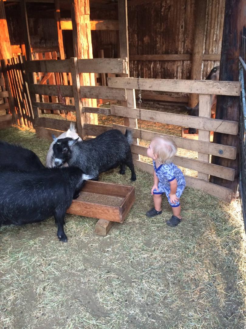 Helping grandpa feed at the farm!