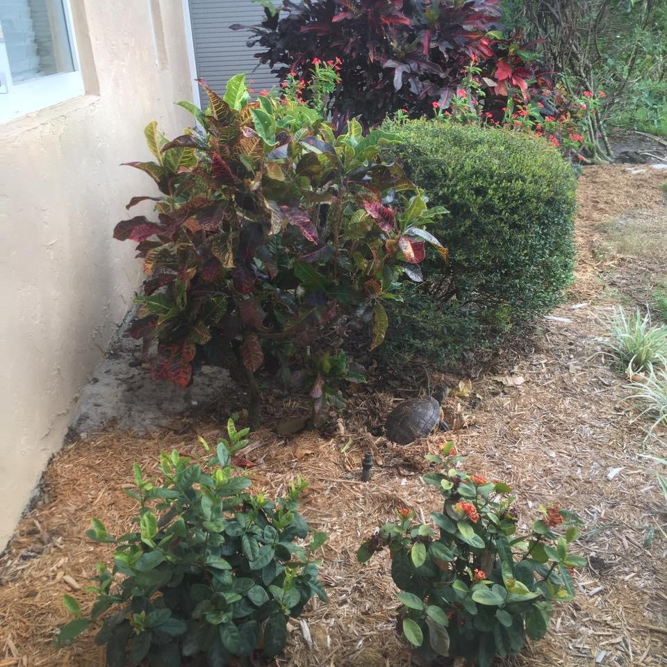 Look @ mama Chicken Turtle who decided to nest in our foliage just outside our lanai!!  We enjoyed watching this 1+ hour process this evening. We also wished her well as she covered the nest, lovingly. Then she headed off f
