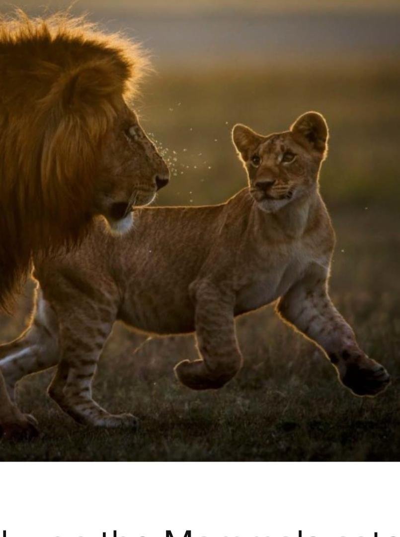 Love this photo the excitement in the Cubs face messing with Mama
pokin the bees nest photo of the Year 2020 mammals