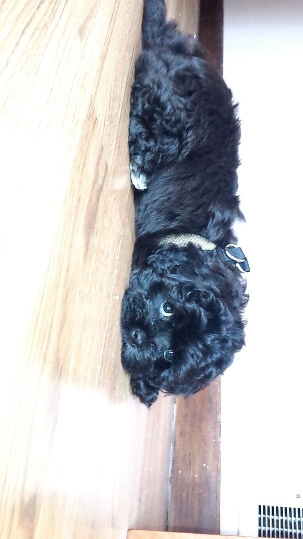 My new addition to my family