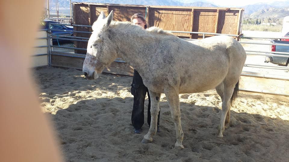 New mule!! She needs a name.