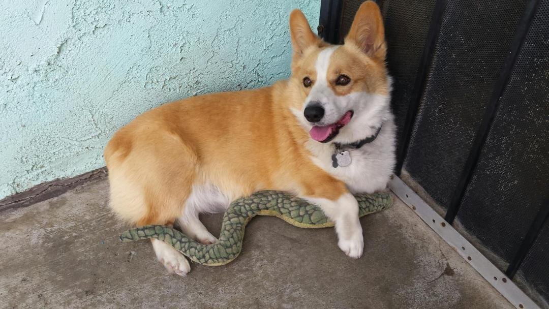 Happy 6th birthday to my Corgi, Brisket
