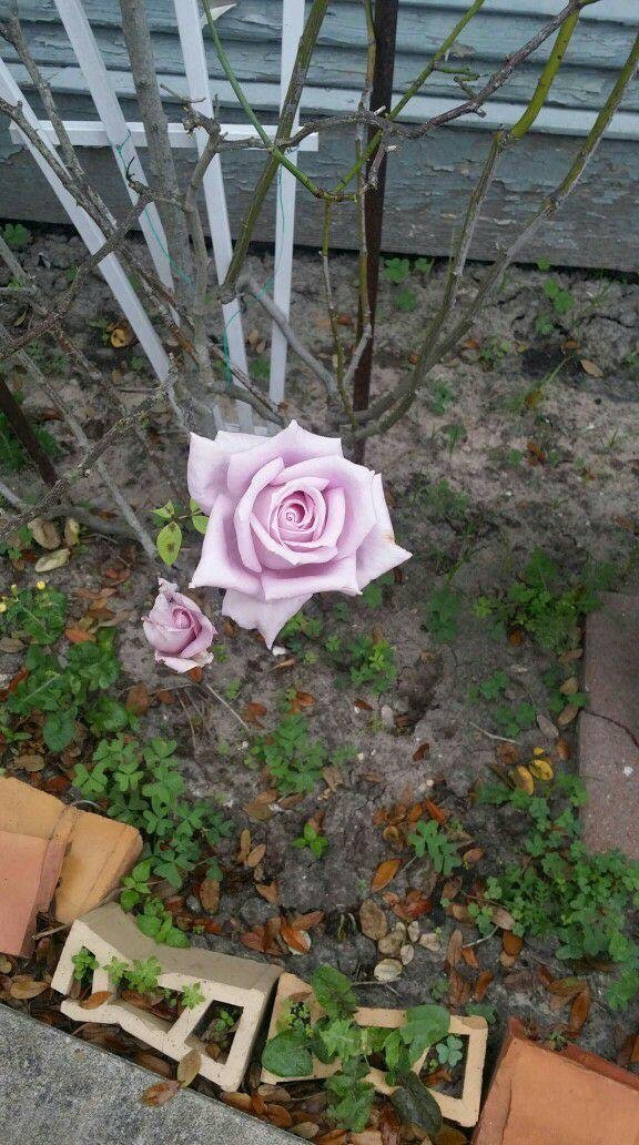 Good Morning all...as I was leaving the house I saw this on my rose bush. I guess you can say spring is here!!!! Everyone have a great day and smile.
