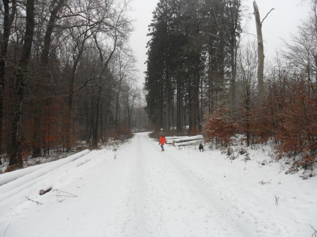Walking the dog in this beautiful envirement.
