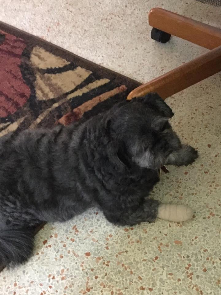 Buddy went to the Vet yesterday and had a little operation on his front foot.  He is not happy and hobbles around on three legs.  His appetite has not been diminished.