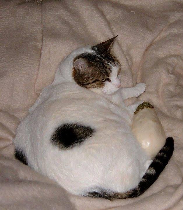 Remember dis PIKSHA with the caption "R U My Mommie??
".. Poor liddle white Aigplant wishing to know if La BBBT was her mama!!! ?
WELL GUESS WHAT HAPPENED!!!!