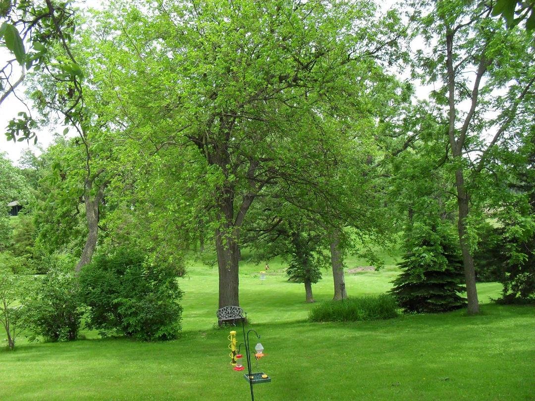 Joyce Bell's album, Tree