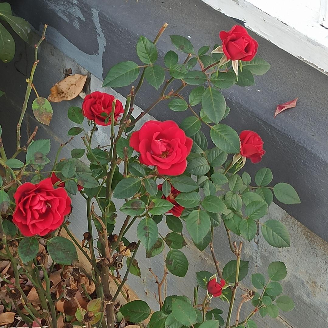 Probably the last day this little revived rose bush will bloom! 🌹🌹🌹