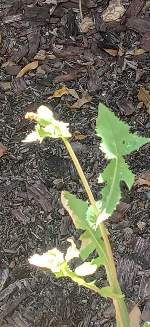 A flower is blooming on one of my 🍉 plants.