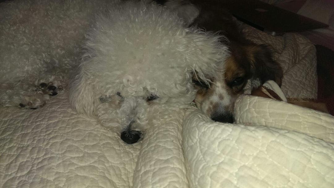 Came home and found the dogs like this