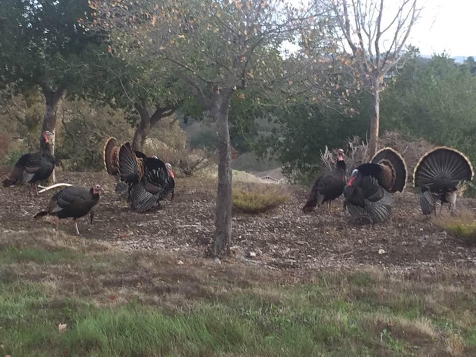 These turkeys made it past Thanksgiving !!!! Lucky Birds in our backyard today !!! This is a sanctuary city for Turkeys.....