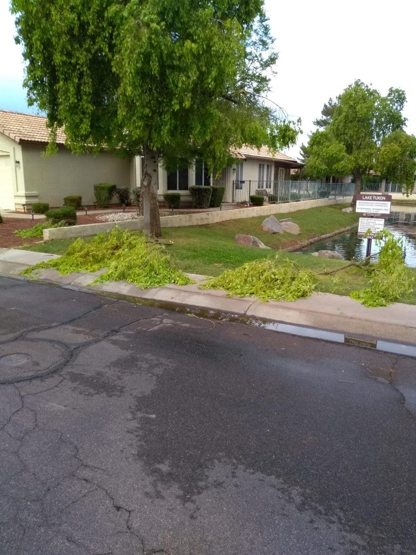 1630-1700 we had quite a storm blow through. Gusts seemed around 40-50 mph. I had to pull these limbs out of the street. We must have been on the outer Fringe of the rain because of the strength of the gusts and lack of