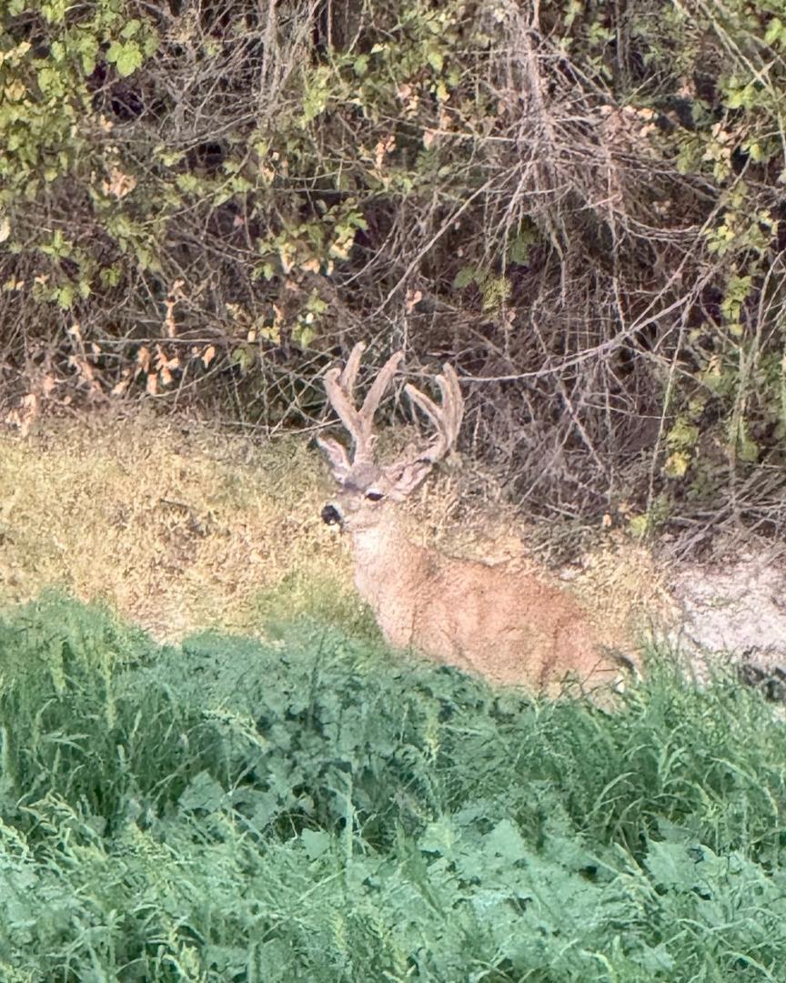 Found this guy in the hood during our evening stroll. A nice one.