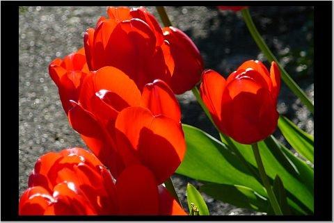 My tulips without any snow, but lots of sunshine.