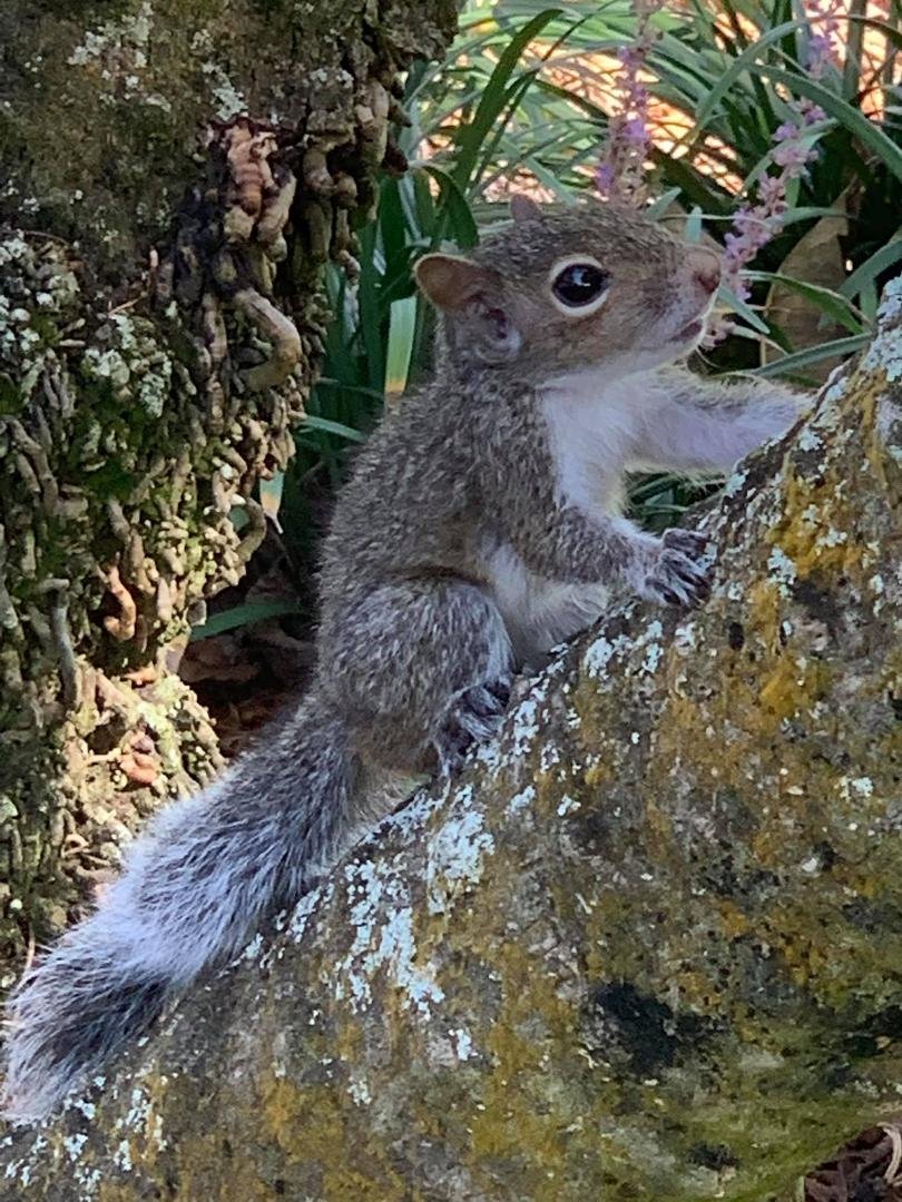 Curious baby squirrel visiting us this afternoon.  Stay safe little one.  There is a storm brewing!