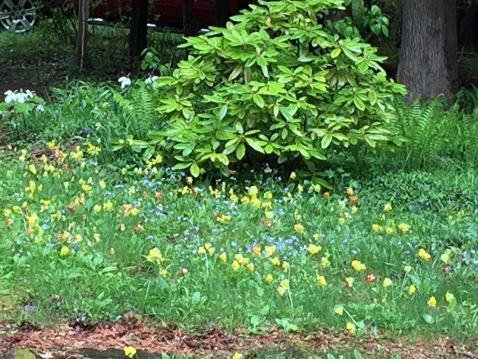 More primroses and trillium