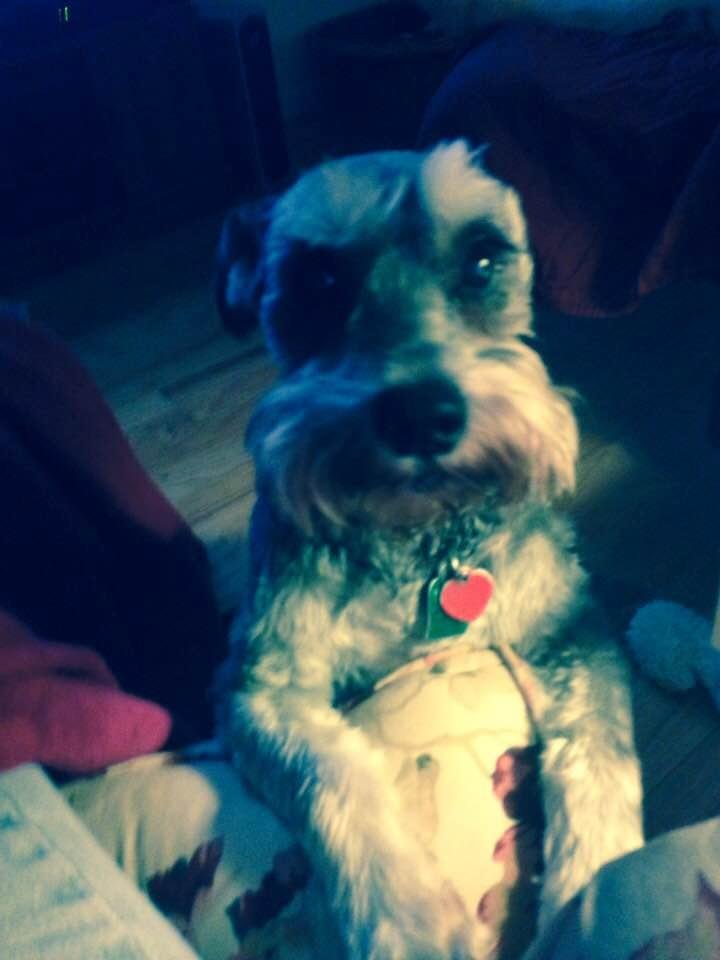 Our precious Zoey has joined the other doggies in heaven. She was a wonderful dog. It's so very hard to deal with. Our hearts are broken.