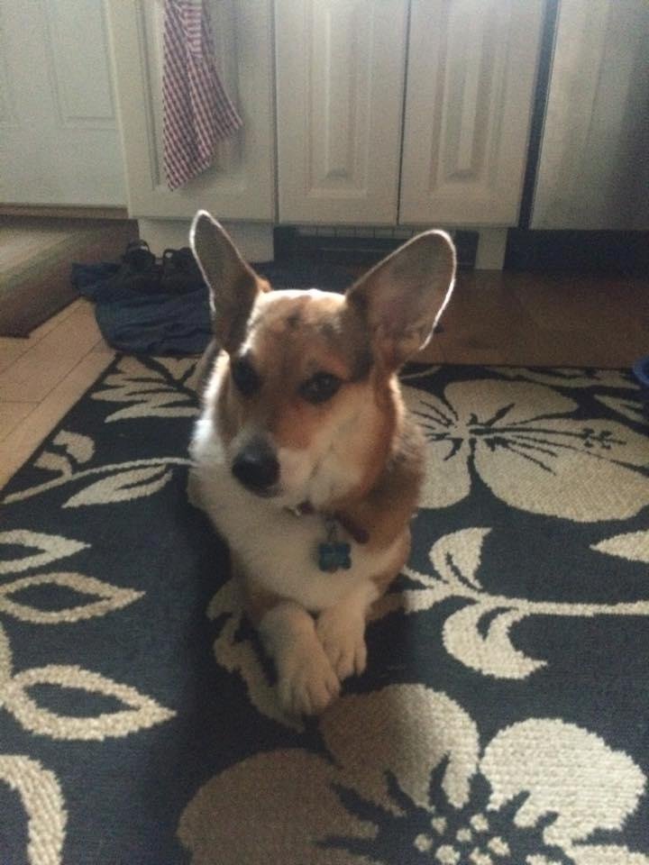 Happy 4th Birthday BJ