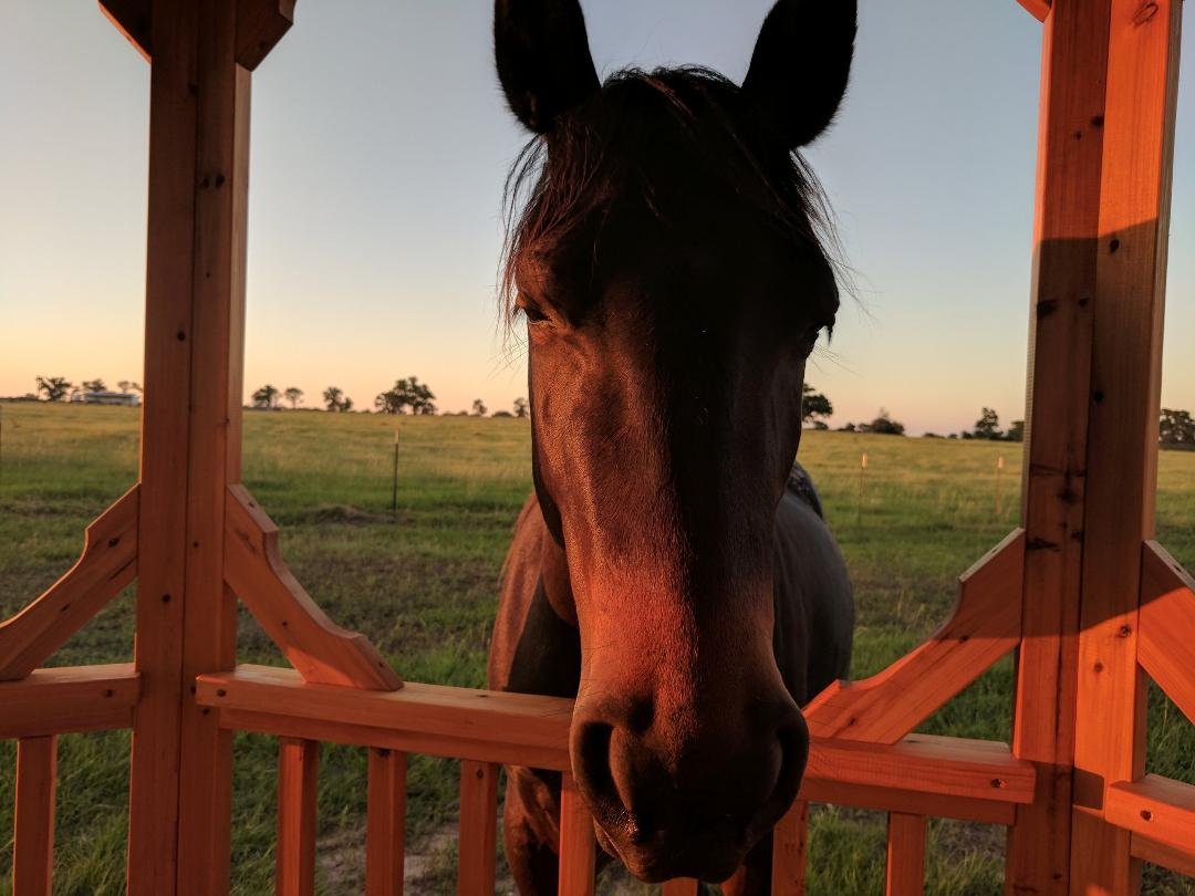 This is Henri aka Henrietta in March 2019 - She came here as a stray, then became Jerry's 800 lb dog, following him around. Sad news, she has crossed the Rainbow Bridge for Horses. We miss you sweet girl.