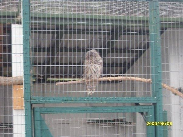 Owl