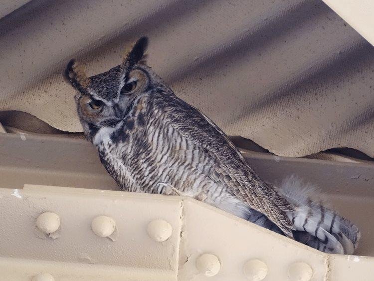 A great horned owl looks down from the canopy over the ruins.