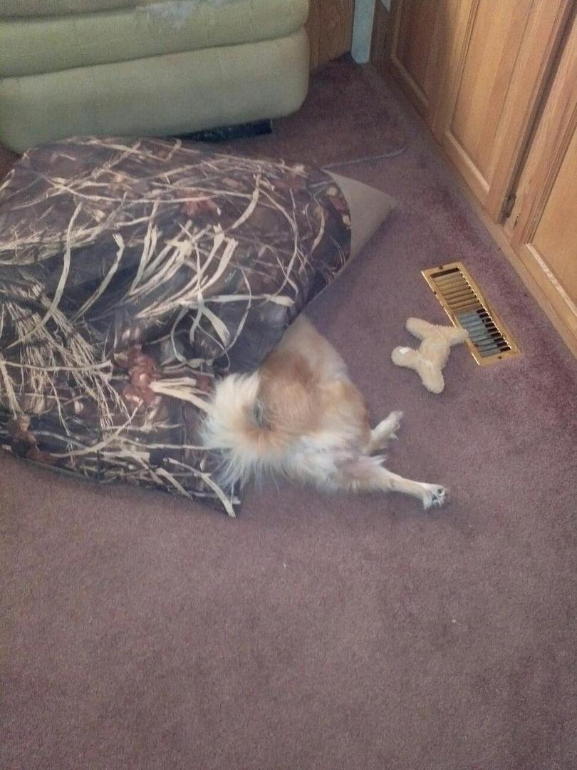I'm still thinking my dog needs counseling.