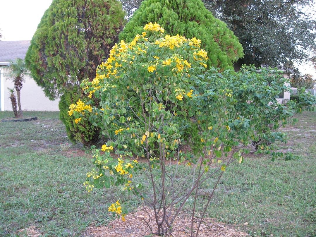 Tim Mooney's album, My butterfly garden