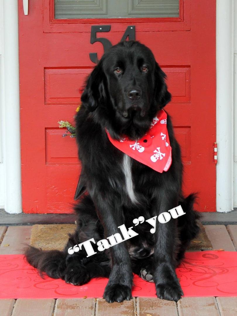 Heading north to Caledon... please send Tank your best wished for his new Hip tomorrow.