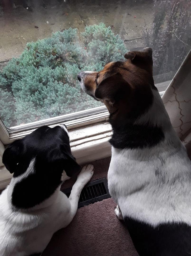 Bindi and Cooper both wish all of you a happy National Dog Day.