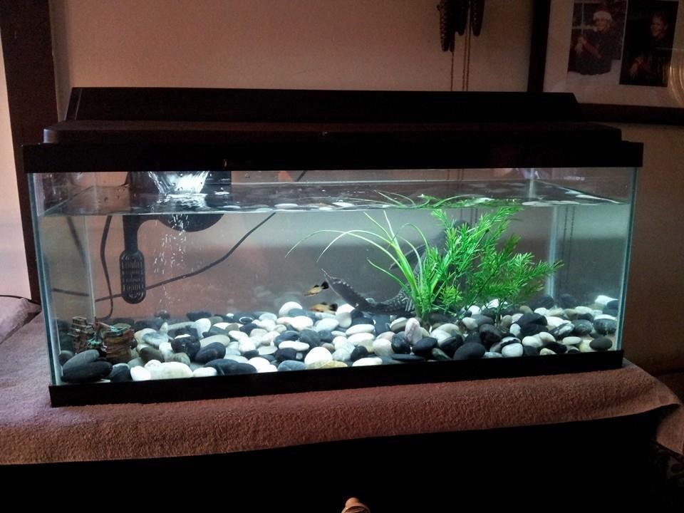 Fish tank once again clean! ..and it only took 3 1/2 hrs!
