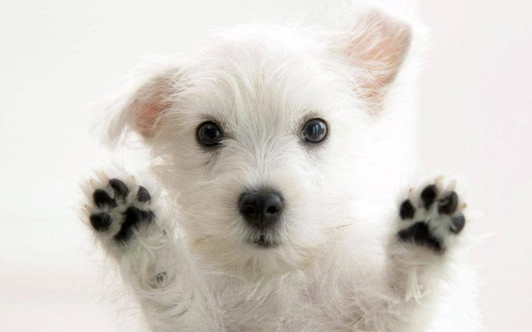 Hands up don't shoot!