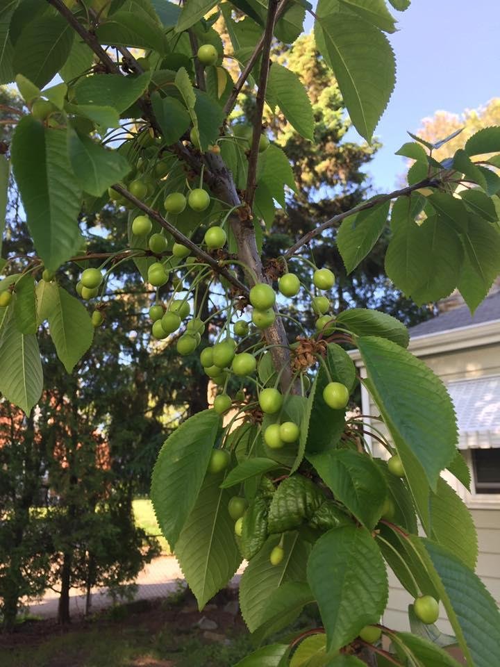 Cherries are growing on my young cherry tree  . Don't know if they will ripen into anything edible, but I hope so.