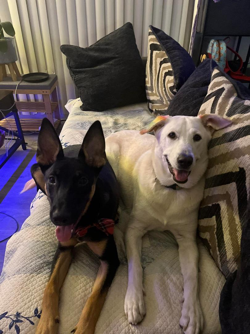 Happy puppy day to the best lil shits in the world.. I love them so much!!!